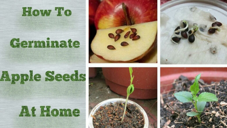 How to Grow Apple from Seeds