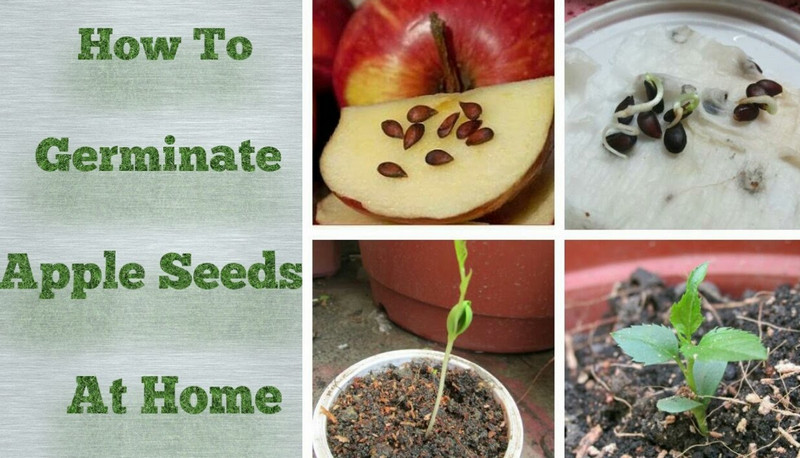 how-to-plant-apple-seeds
