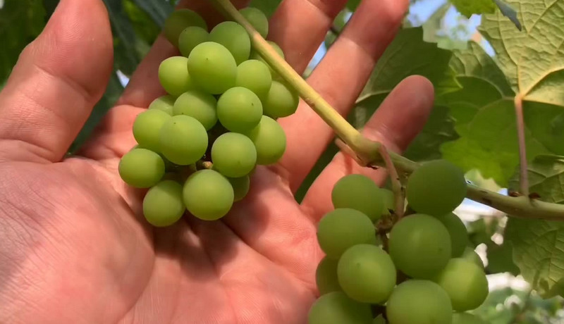 grapes in the philippines