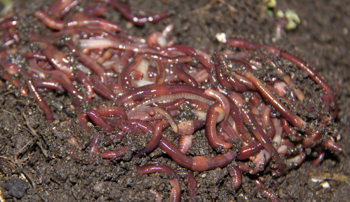 composting-worms