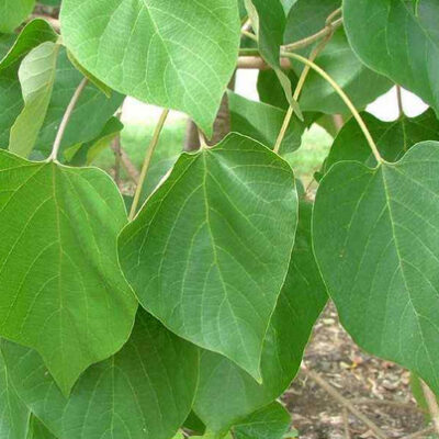 Gmelina Tree Characteristics and Uses
