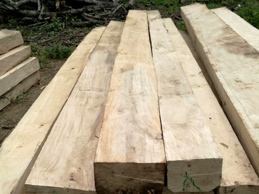 gmelina-lumber