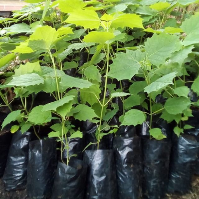 gmelina-seedlings