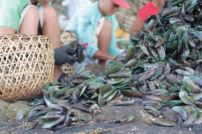 green-mussel-farming
