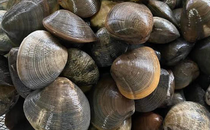 Halaan Farming in the Philippines: How to Culture and Farm Clams