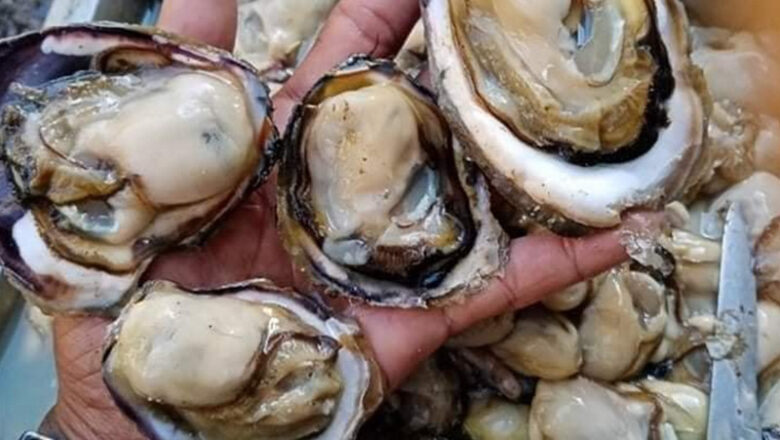 Oyster Farming: How to Raise Oysters for Profit