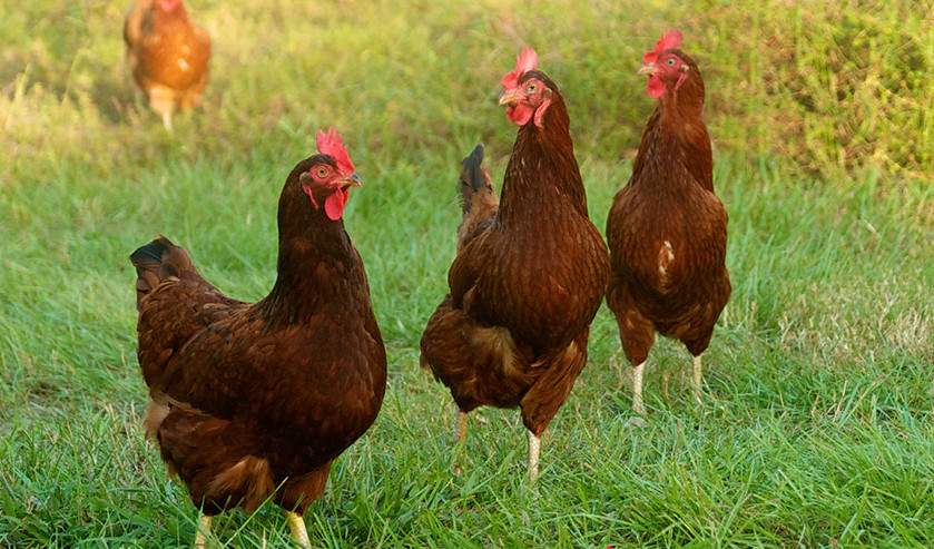 rhode-island-red-chickens