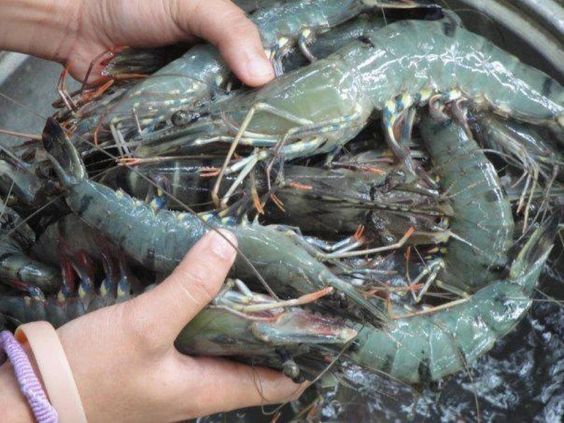 Giant Tiger Prawn Farming in the Philippines: How to Raise Tiger Sugpo