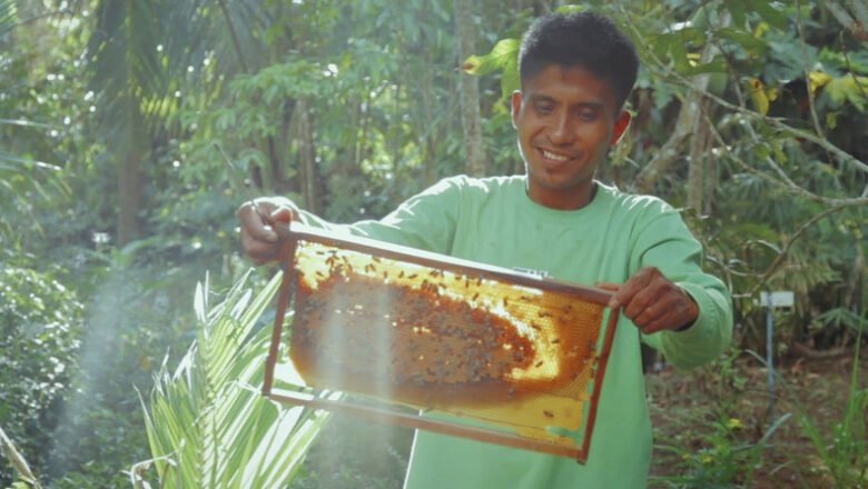Beekeeping in the Philippines – Apis Mellifera Farming