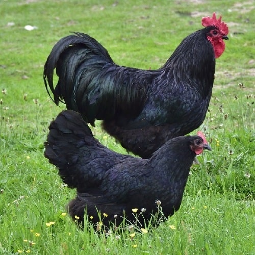 Black Australorp-largest-and-heaviest-chicken-breeds