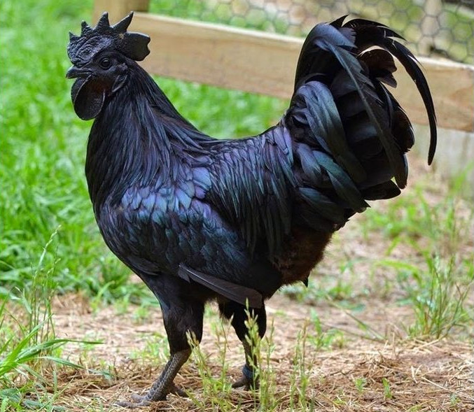 Ayam-Cemani black chicken meat
