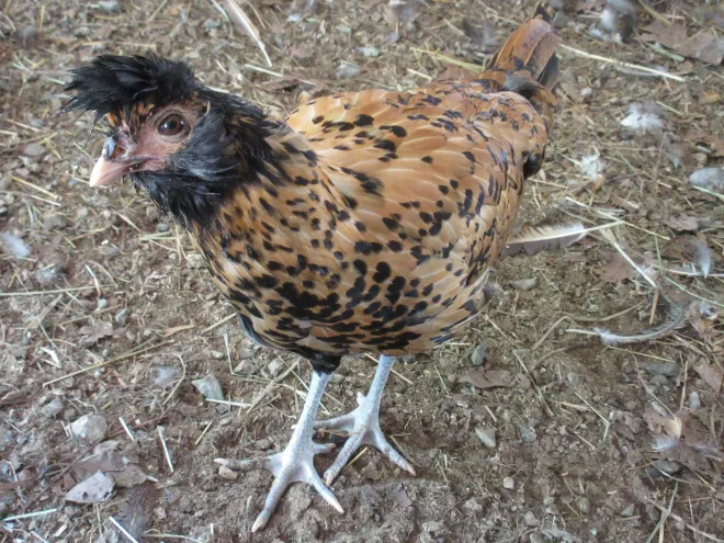 Brabanter-rarest-chicken-breeds