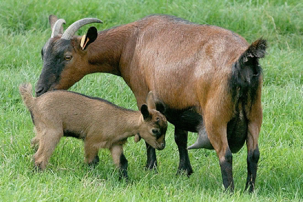 Chamois-Colored-Goat