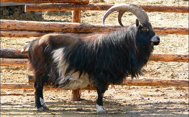 Dutch-Landrace-Goat