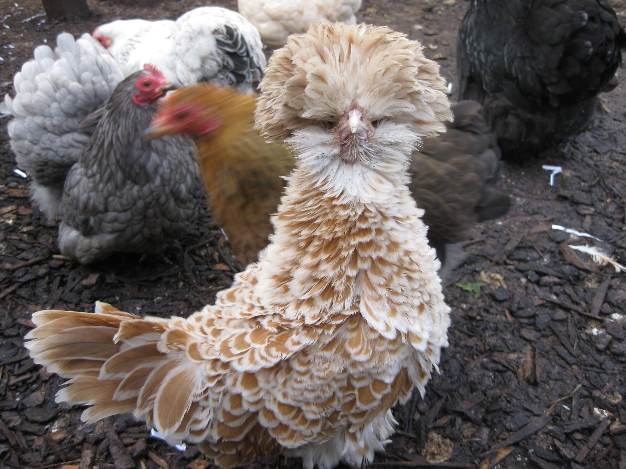 Frizzle-chicken-scaled