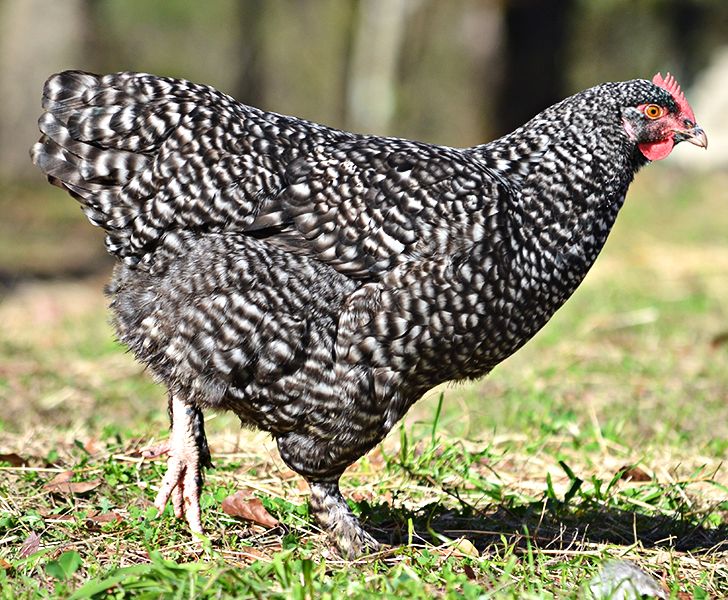 Maline-Chicken-largest-and-heaviest-chicken-breeds
