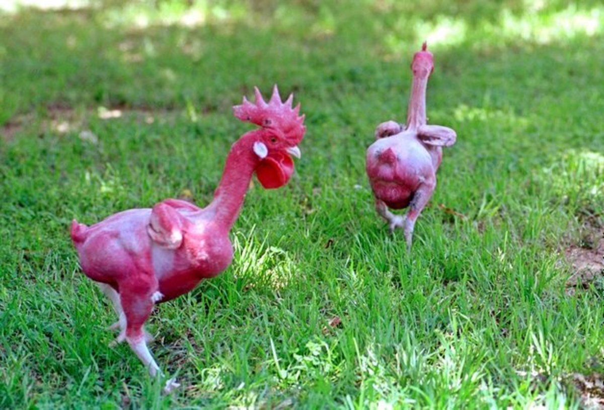 Naked-ugly-chicken-breed