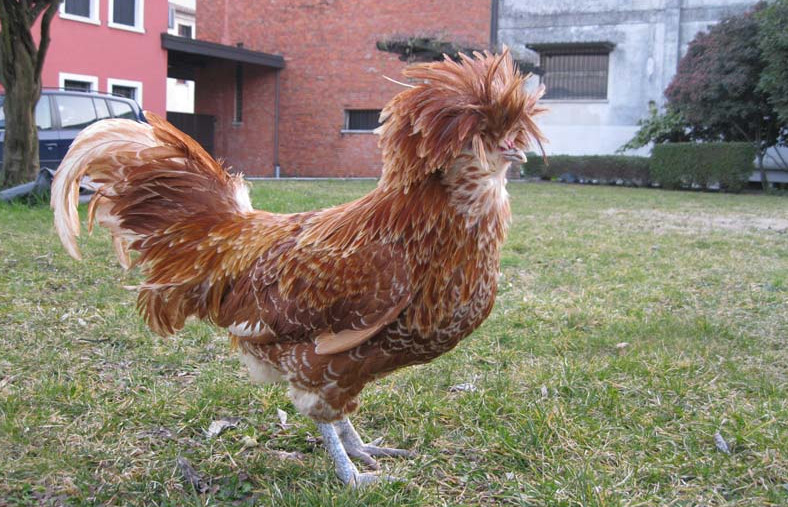 Padovana-Chicken