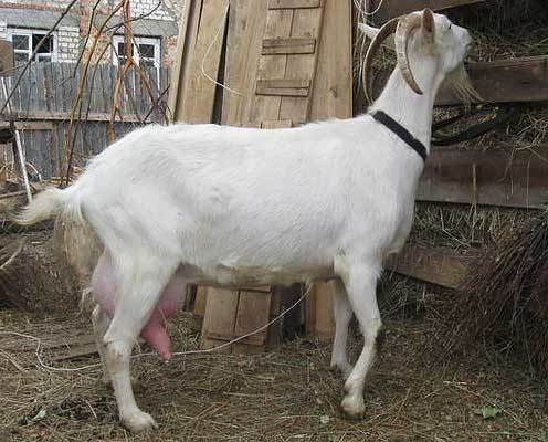 Russian-White-Dairy-Goat