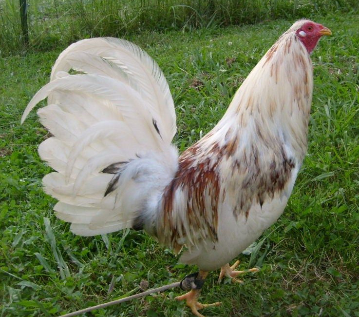 Spanish-Fighting-Rooster