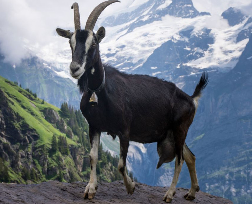 alpine-goat