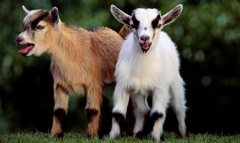 american-pygmy-goat