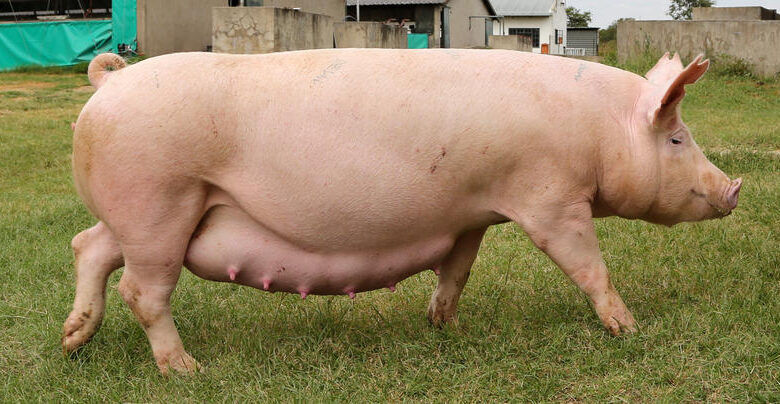 American Yorkshire Pig Breed Profile