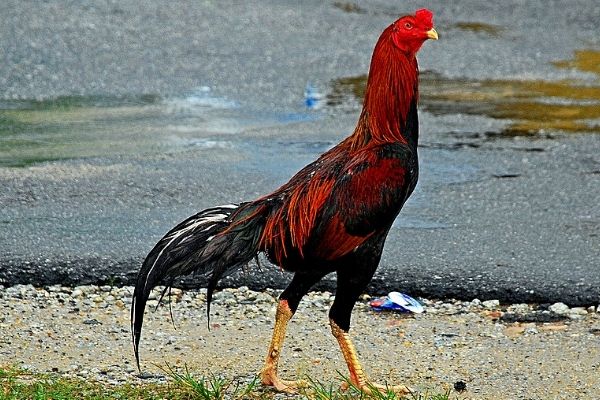 aseel-chicken-breed-featured