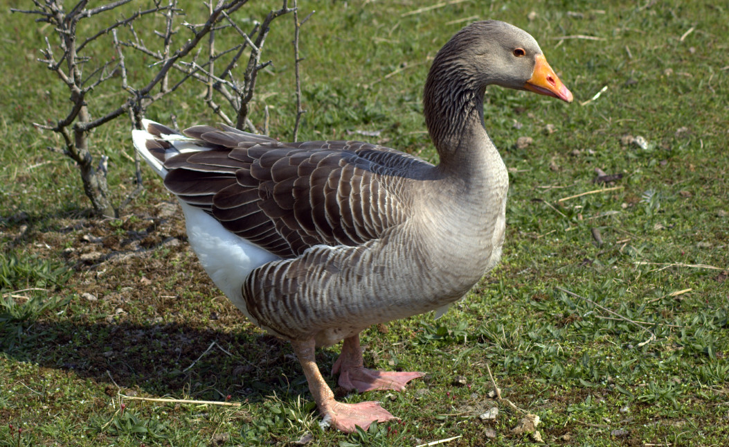 goose farming