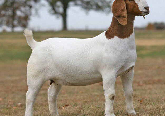 Boer Goat Breed Profile and Characteristics