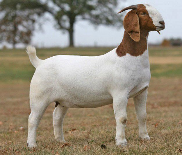 boer-goat