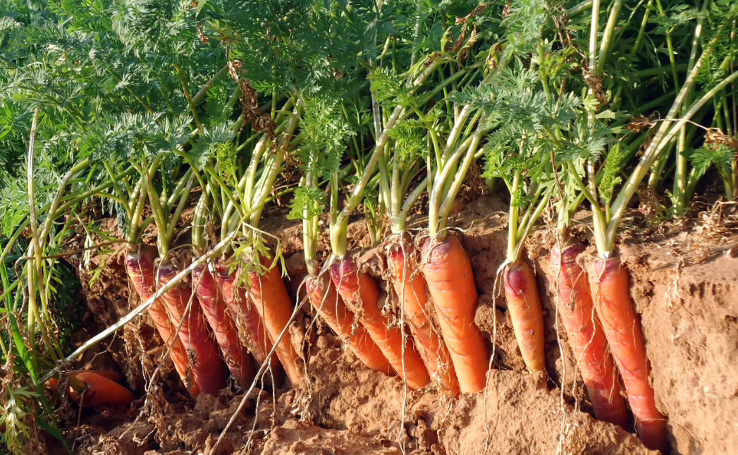 carrot-farming