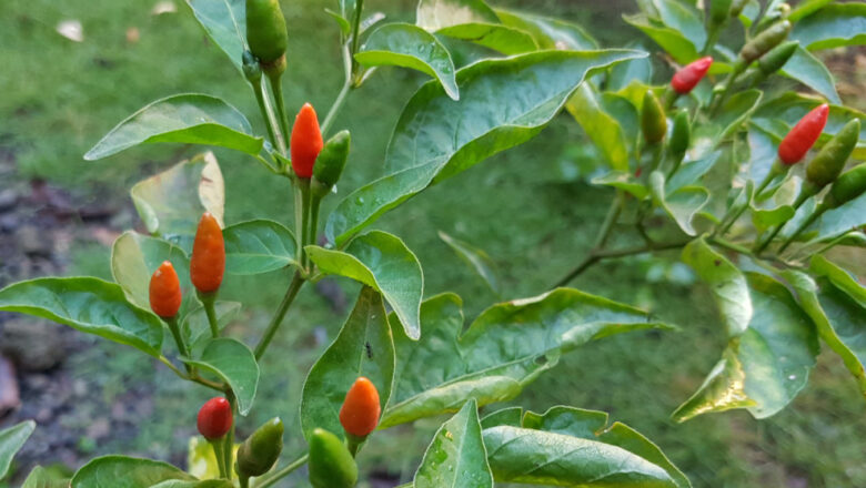 Chili Pepper Farming: How to Plant and Grow Siling Labuyo