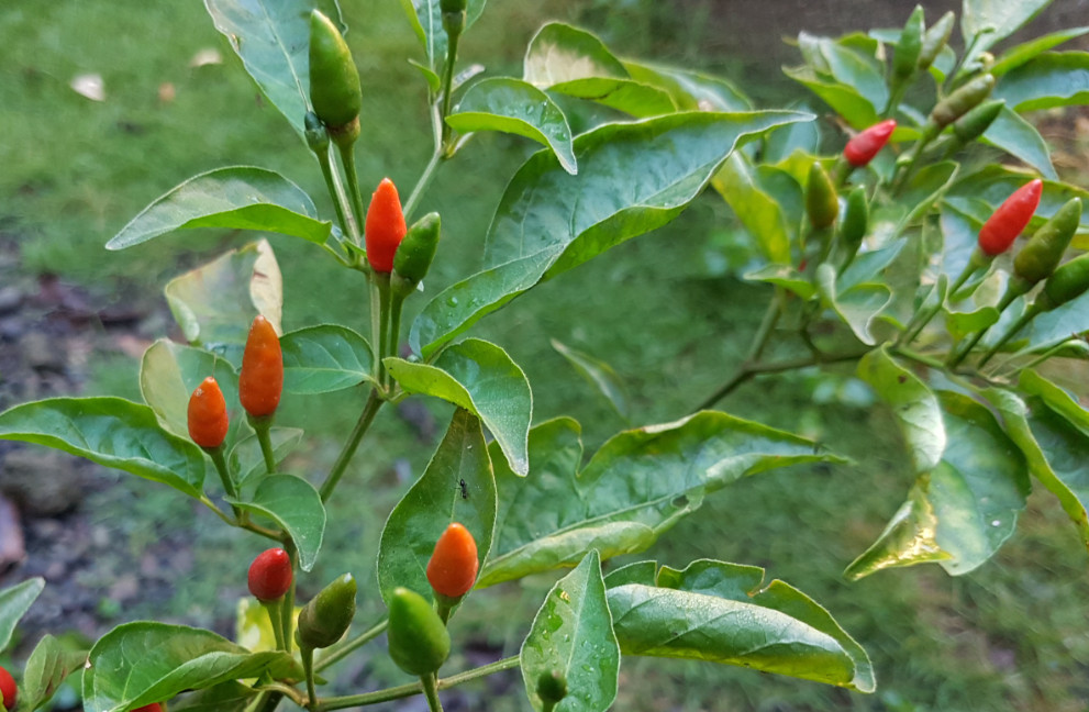 chili-pepper-farming