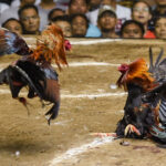 The Laws and Legalities of Cockfighting in the Philippines
