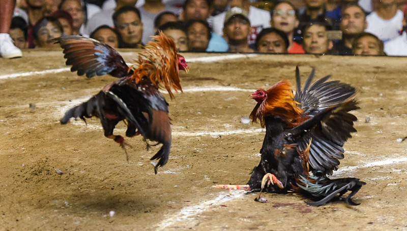 cockfighting