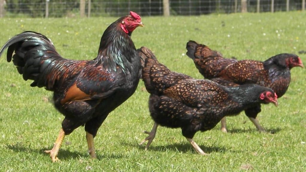 cornish-chickens