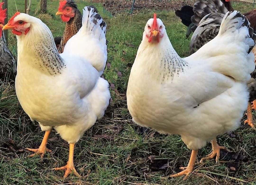 delaware-chicken-Best Meat Chickens