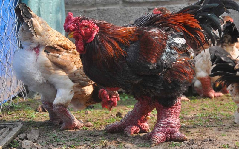 dong-tao-rarest-chicken-breeds