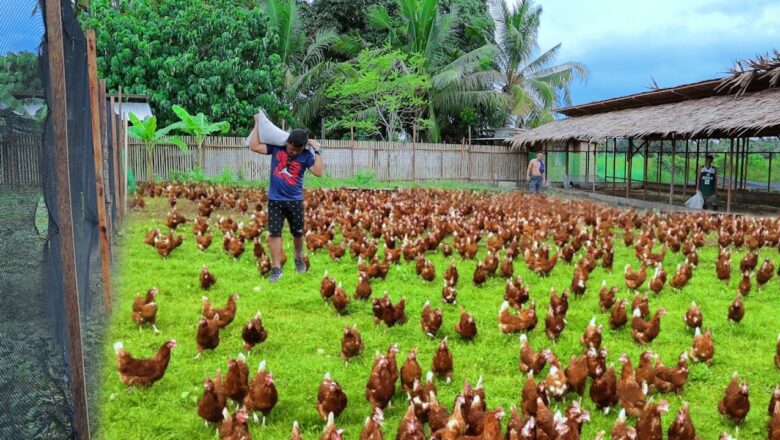 Free Range, Cage-free, Organic, Pastured Chicken: What’s The Difference