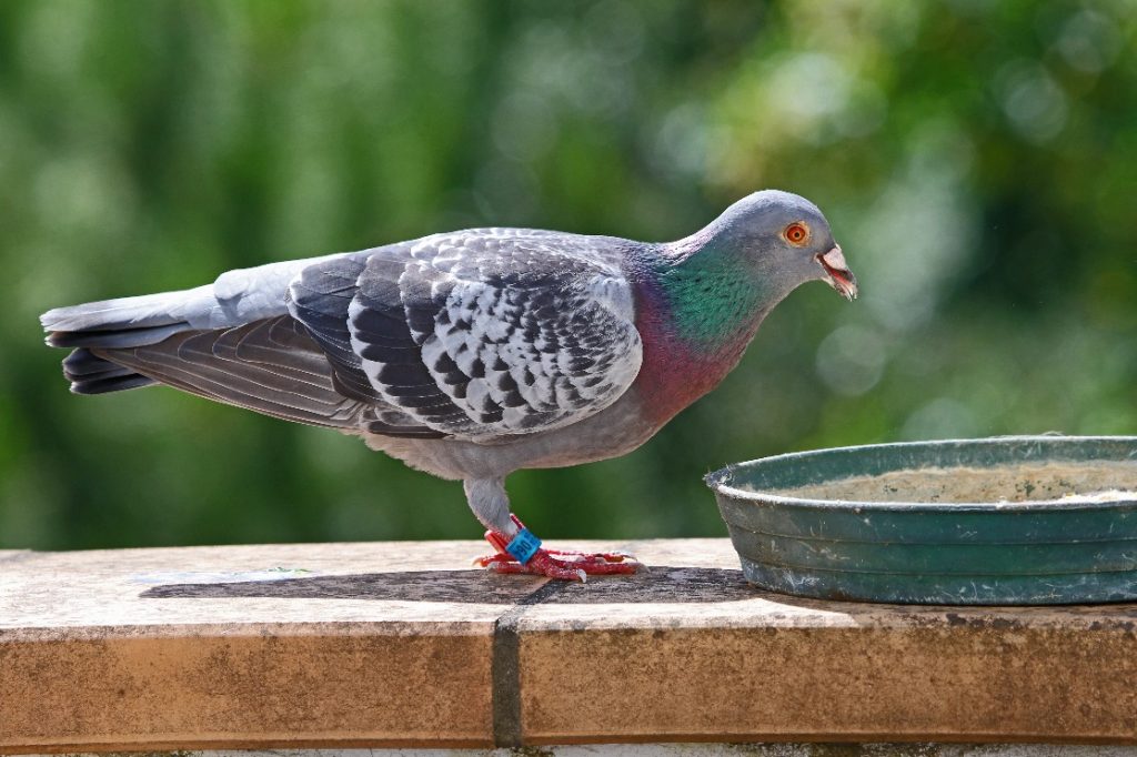 how-to-train-homing-pigeon