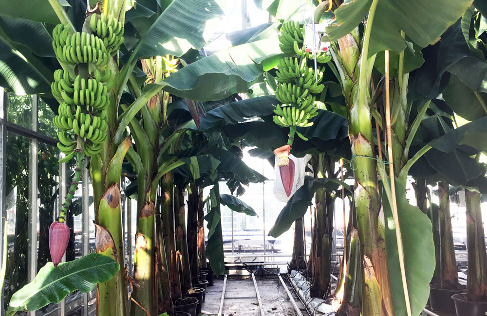 Growing Bananas in Hydroponics