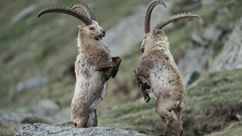 Mountain Goat: Ibex Profile and Characteristics