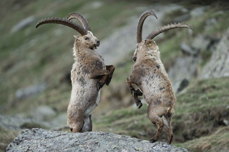 mountain goat ibex