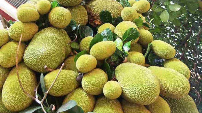 jackfruit-farming