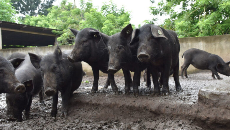 Native Pig Farming:  How to Raise Native Pigs
