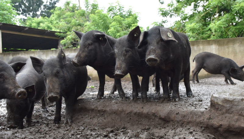 native-pig-farming
