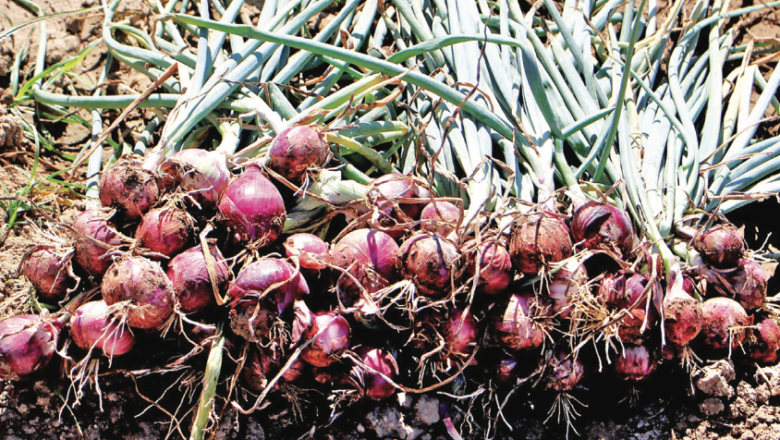 Onion Farming: How to Plant and Grow Sibuyas