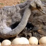 Ostrich Eggs Benefits