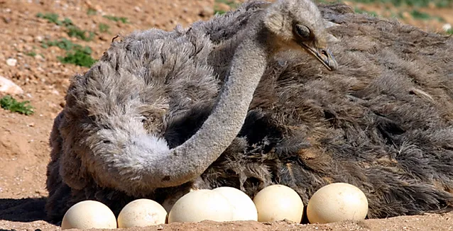 Ostrich Eggs Benefits